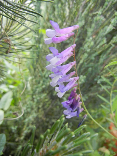 Vicia villosa (2013, May 18) - Vicia villosa_Winter Vetch