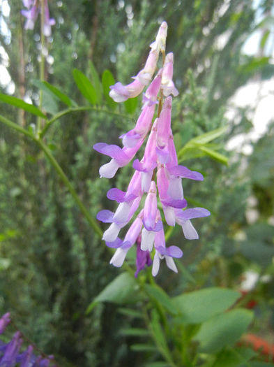 Vicia villosa (2013, May 18)