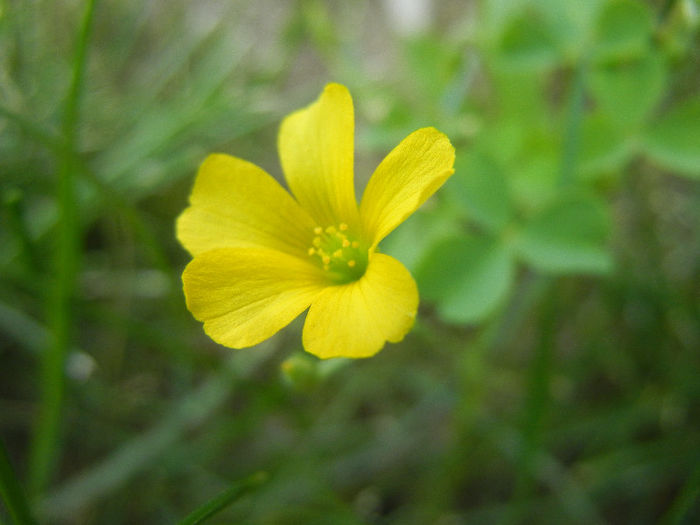 Oxalis stricta (2013, May 19)