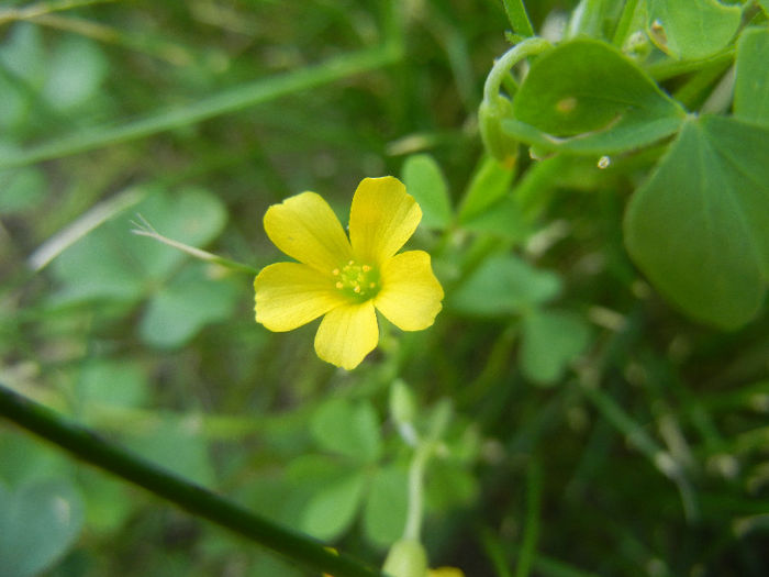 Oxalis stricta (2013, May 19) - Oxalis stricta_Wood Sorrel