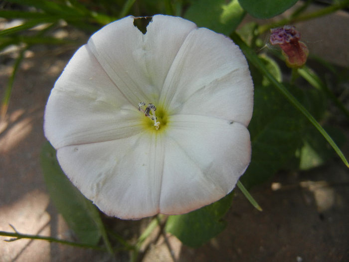 Rochita Randunicii (2013, May 19) - Convolvulus arvensis