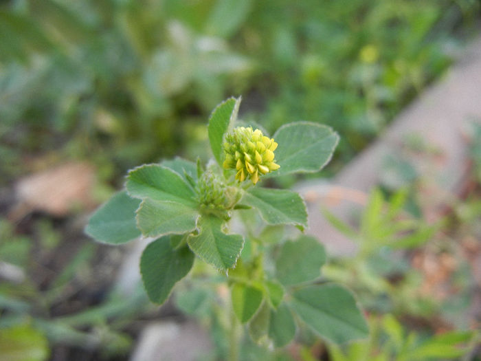 Medicago lupulina (2013, May 20) - Medicago lupulina