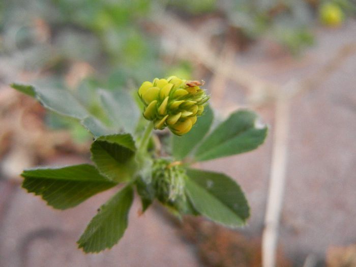 Black Medic (2013, May 20) - Medicago lupulina