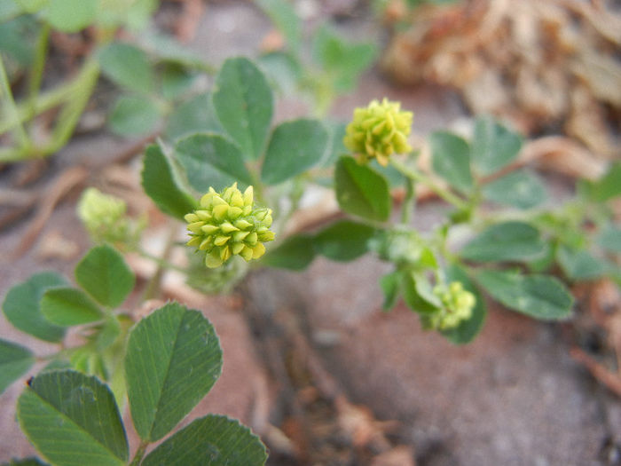 Black Medic (2013, May 20) - Medicago lupulina