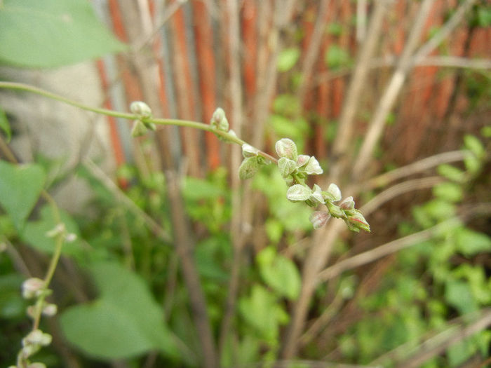 Black Bindweed (2013, June 02) - Polygonum convolvulus