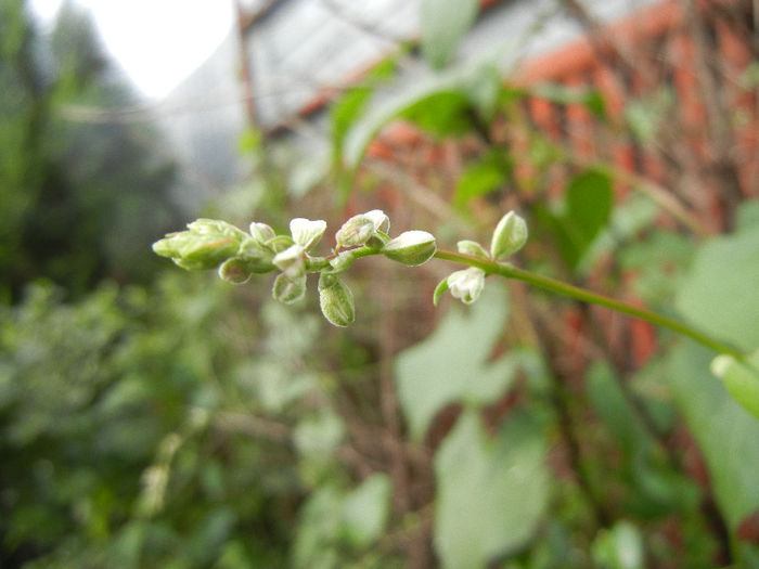 Black Bindweed (2013, June 02) - Polygonum convolvulus