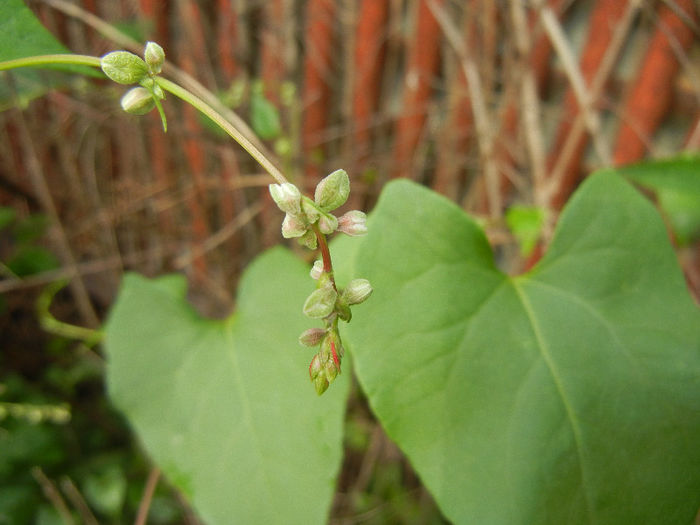 Polygonum convolvulus (2013, June 02) - Polygonum convolvulus