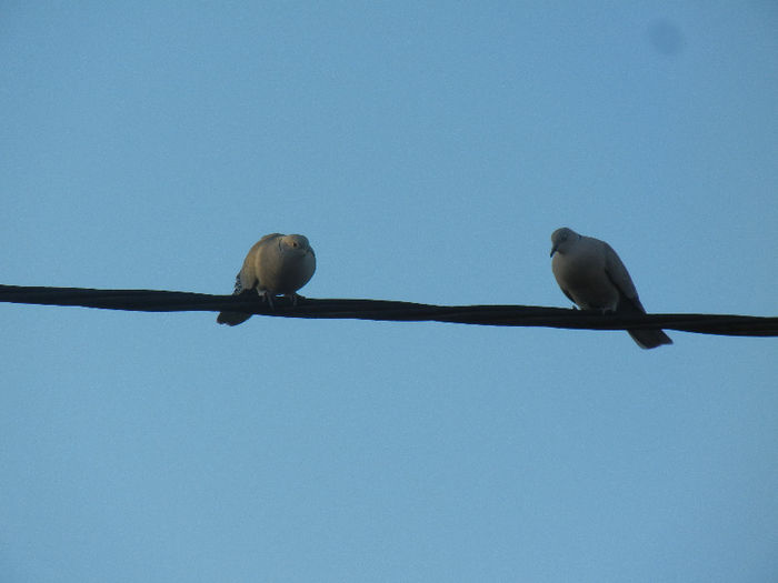 Collared Dove (2013, May 12)