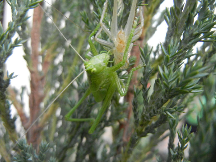 Green grasshopper, 29may2013 - GRASSHOPERS_Lacuste