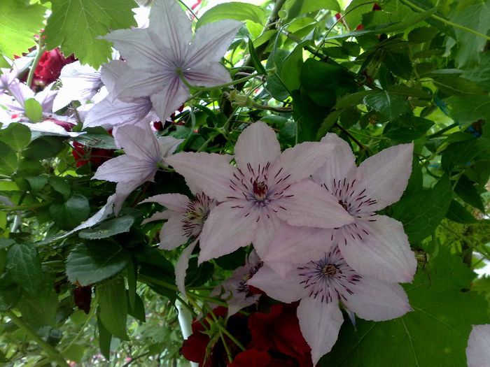 Hagley Hybrid - Clematis