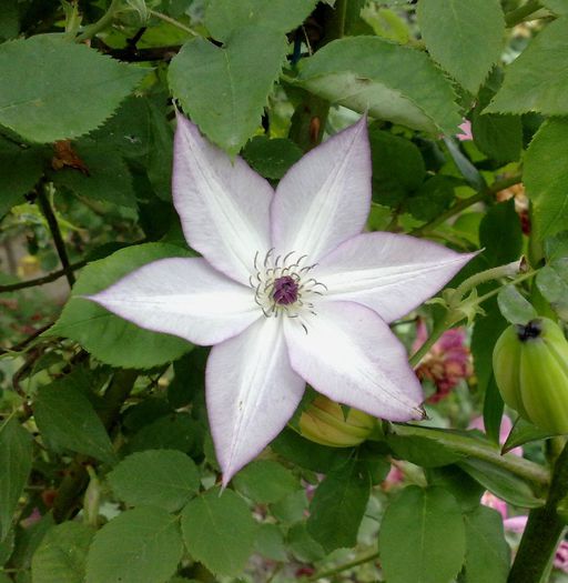 Utopia - Clematis