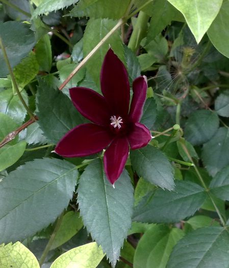 Westerplate - Clematis