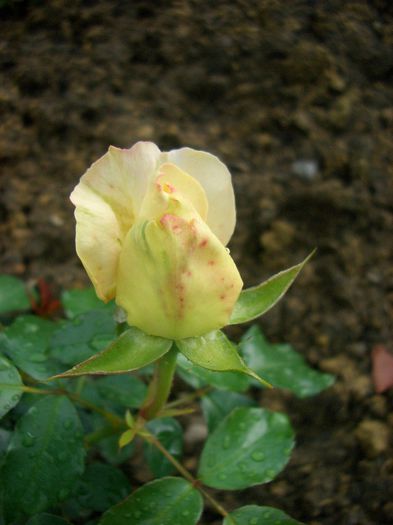 Marie Antoinette® • Tan96201; Floribunda.  Bred by Hans Jürgen Evers (Germany, 2003). 
Introduced in Germany by Rosen-Tantau/Tantau Roses in 2003
