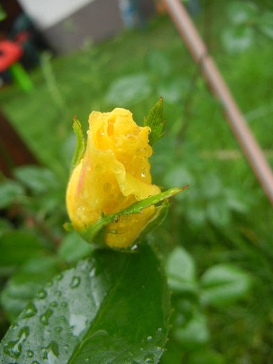 Rose Golden Showers (2012, May 23)