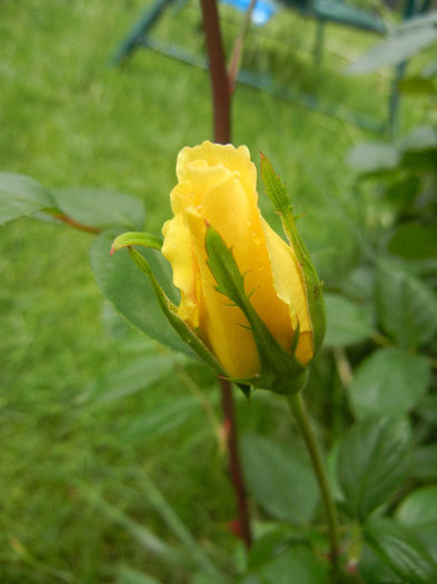 Rose Golden Showers (2012, May 23)