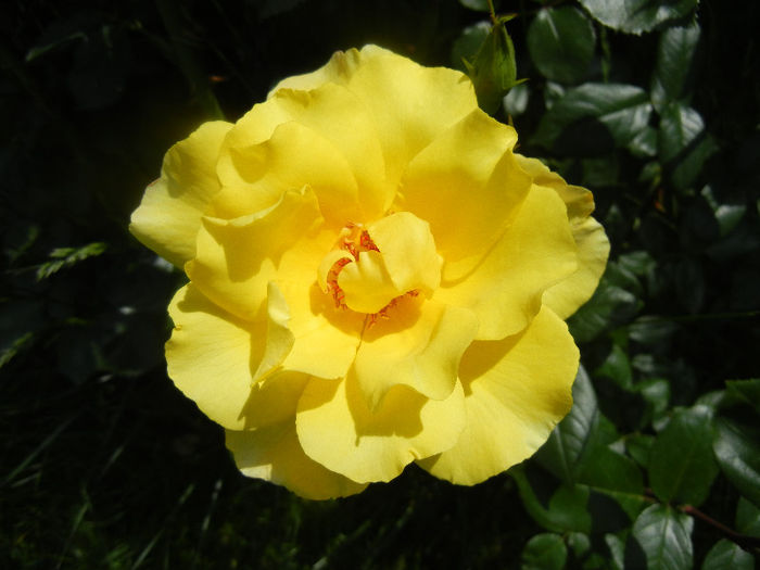 Rose Golden Showers (2012, May 30)
