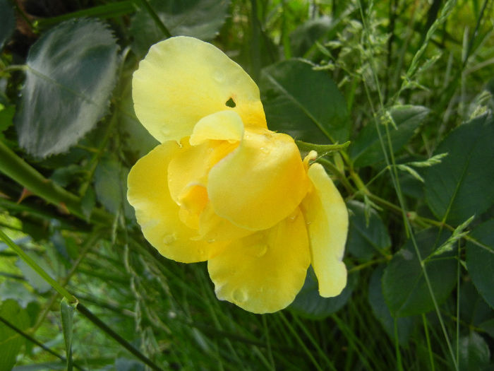 Rose Golden Showers (2012, June 02)