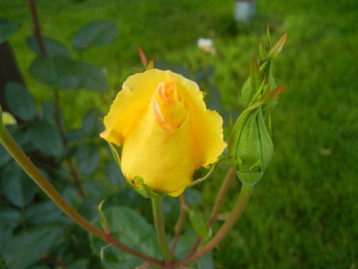 Rose Golden Showers (2012, June 02)