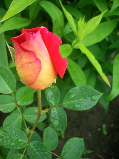 Kronenbourg ® • Flaming Peace • MACbo; Hybrid Tea. Discovered by Samuel Darragh McGredy IV (1966).
