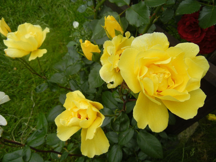 Rose Golden Showers (2012, June 06)