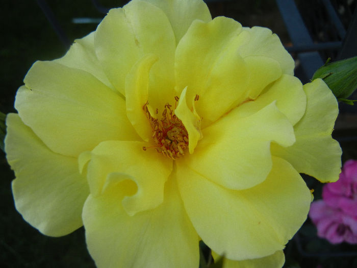 Rose Golden Showers (2012, June 22)