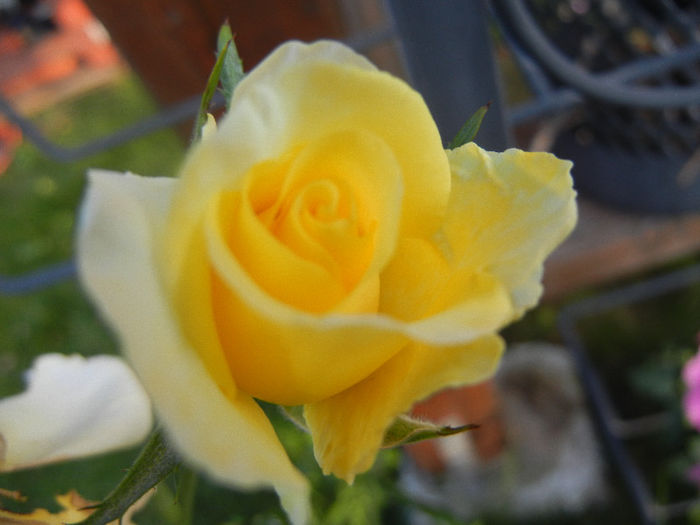 Rose Golden Showers (2012, June 25)