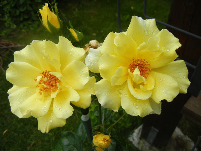 Rose Golden Showers (2012, June 26)