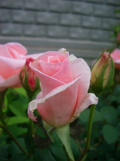 neidentificat [5]
