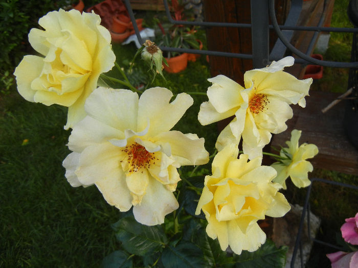 Rose Golden Showers (2012, June 27)