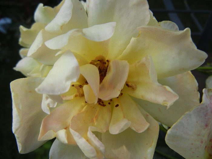 Rose Golden Showers (2012, June 29)