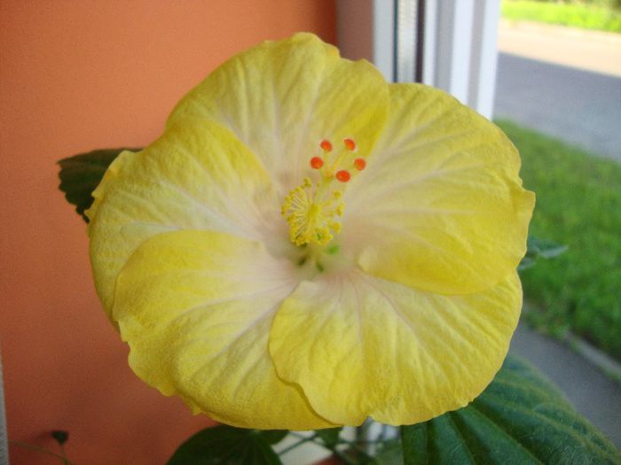  - hibiscusi