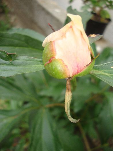 nu vor sa infloreasca :((