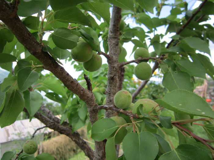 cais - POMI FRUCTIFERI 2013