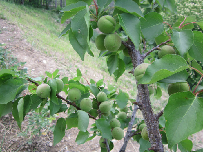 cais - POMI FRUCTIFERI 2013