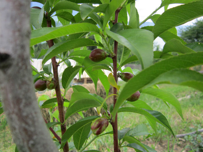 nectarin - POMI FRUCTIFERI 2013