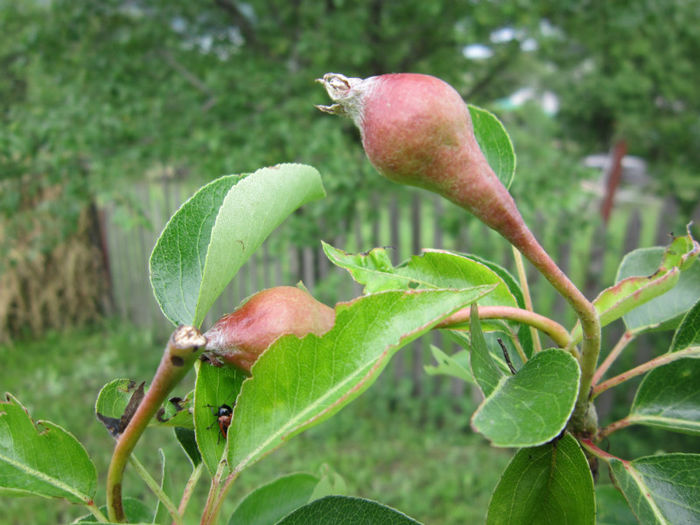  - POMI FRUCTIFERI 2013