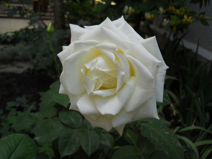 DSCN3427