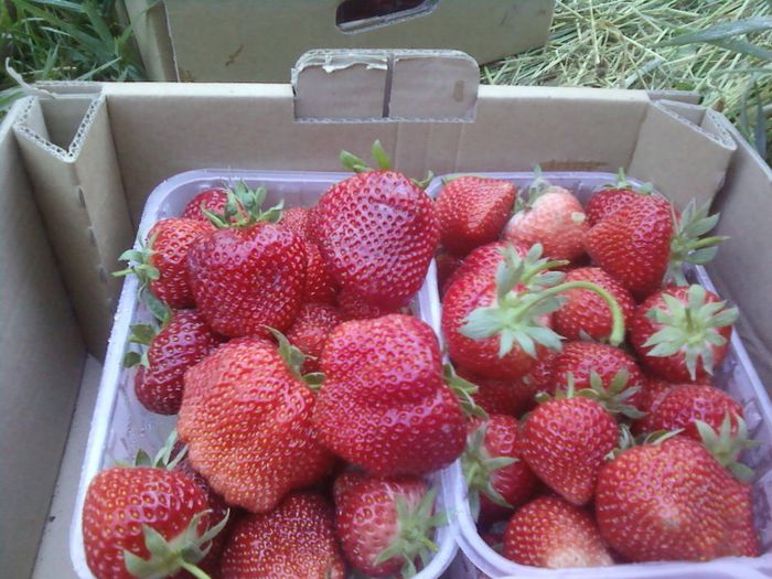 007 - plantatie octombrie 2012-2013