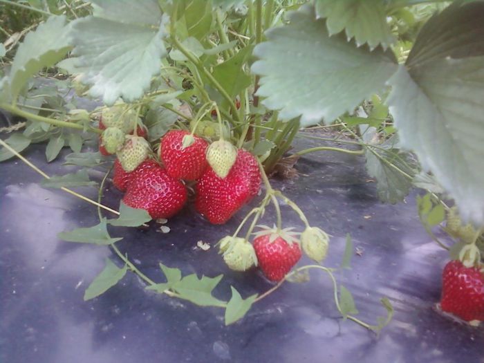 020 - plantatie octombrie 2012-2013
