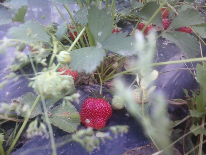 023 - plantatie octombrie 2012-2013