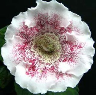 narjadnyj_farfor2