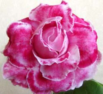 pink_marble11
