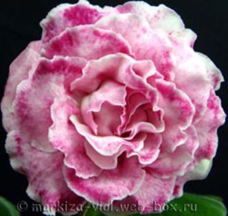 pink_marble.jpg24