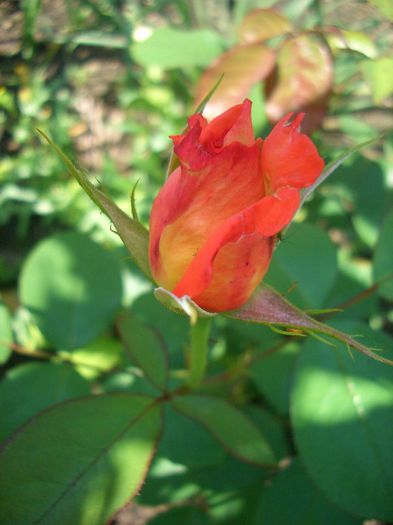 Doris Tysterman; Hybrid Tea. Bred by William E. (&quot;Bill&quot;) Tysterman (United Kingdom, 1975).
