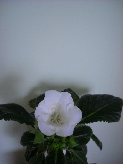 Mont Blanc - 1GLOXINIA- 2013