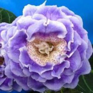 89875045_BKDJLRI - Dorinte GLOXINII