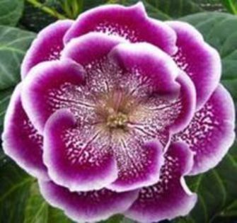 89875046_PQHNCYS3 - Dorinte GLOXINII