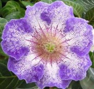 89875088_FWMVOHD - Dorinte GLOXINII