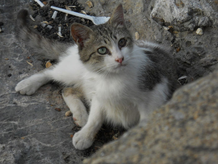 pisica cu un ochi verde si unu caprui :)