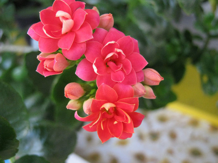IMG_8497 - KALANCHOE